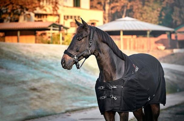 Hvilket dækken skal du købe til din hest / pony ?