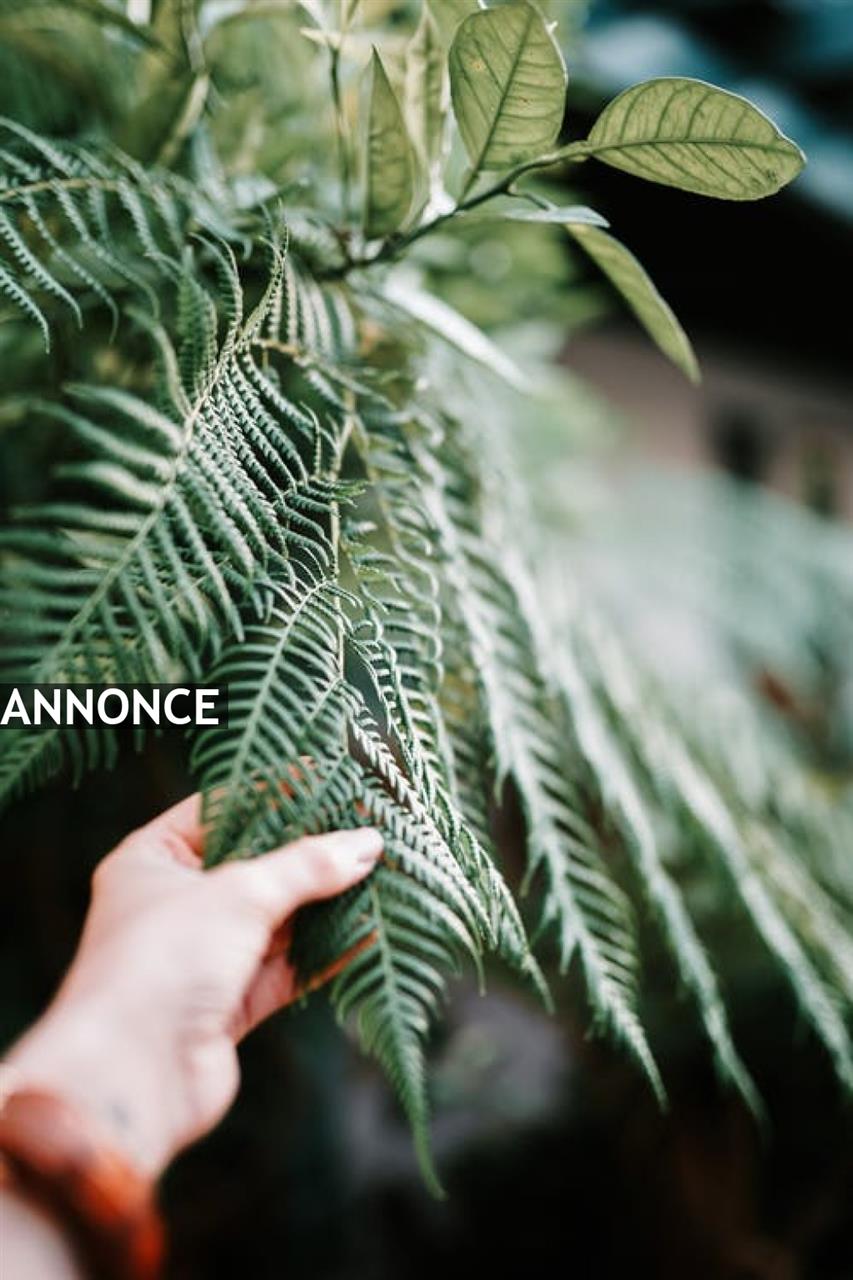 Skab liv i din have med fine hækplanter